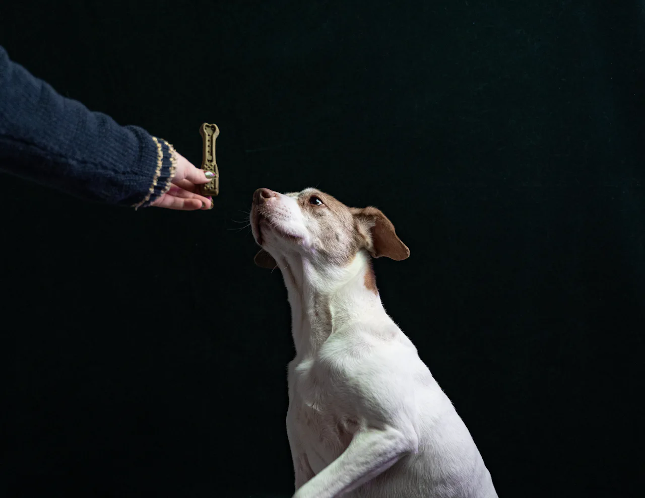 A white and tan dog sitting politely, looking up at a treat held in its owner’s hand