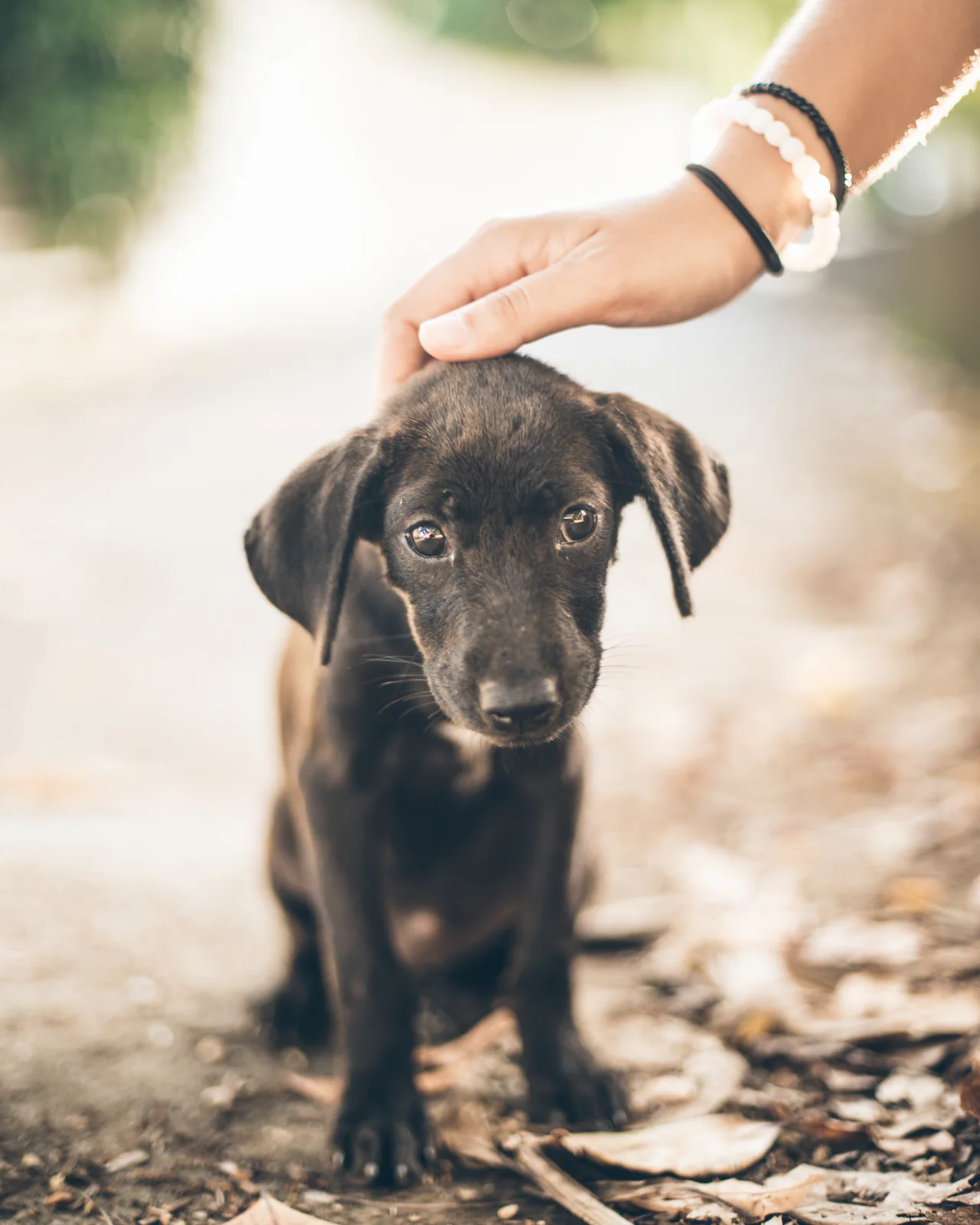 A small dark brown puppy sitting on a path while a hand gently pats its head