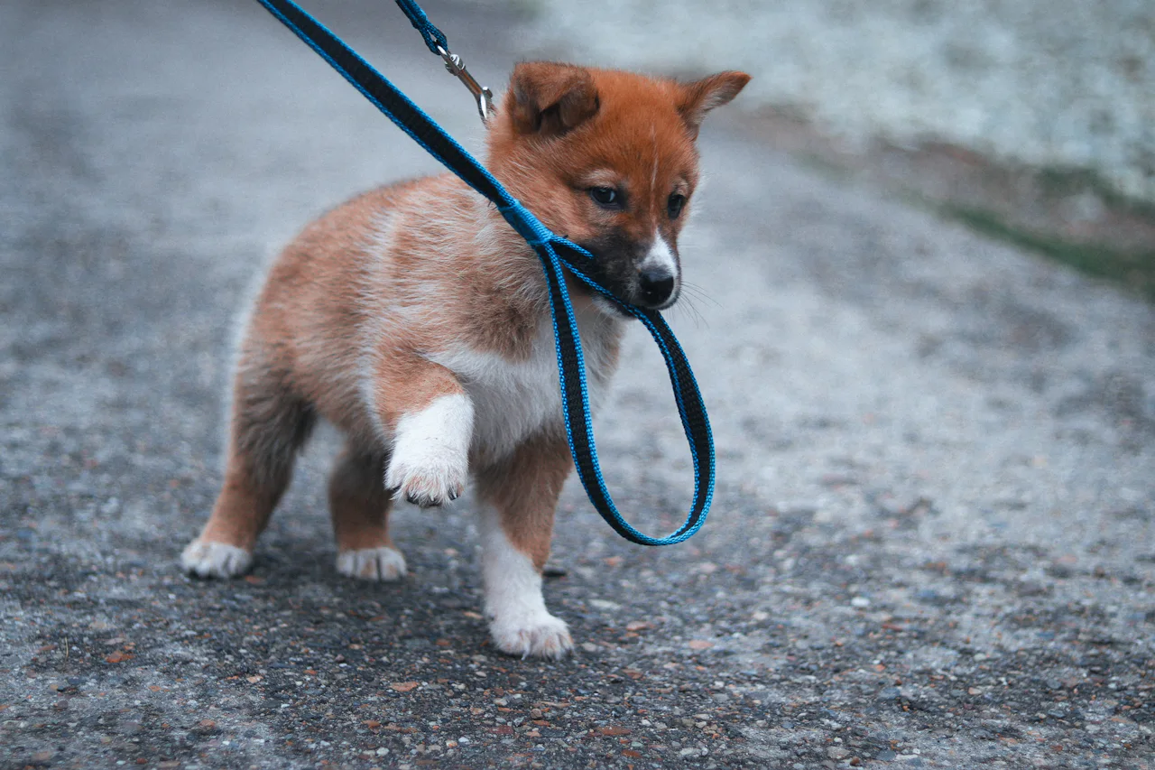 A fluffy orange puppy on a walk, mouthing its blue leash