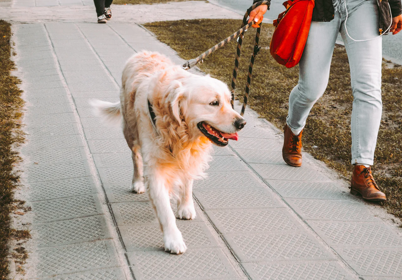 A golden retriever walking on a loose leash beside its owner on a city sidewalk