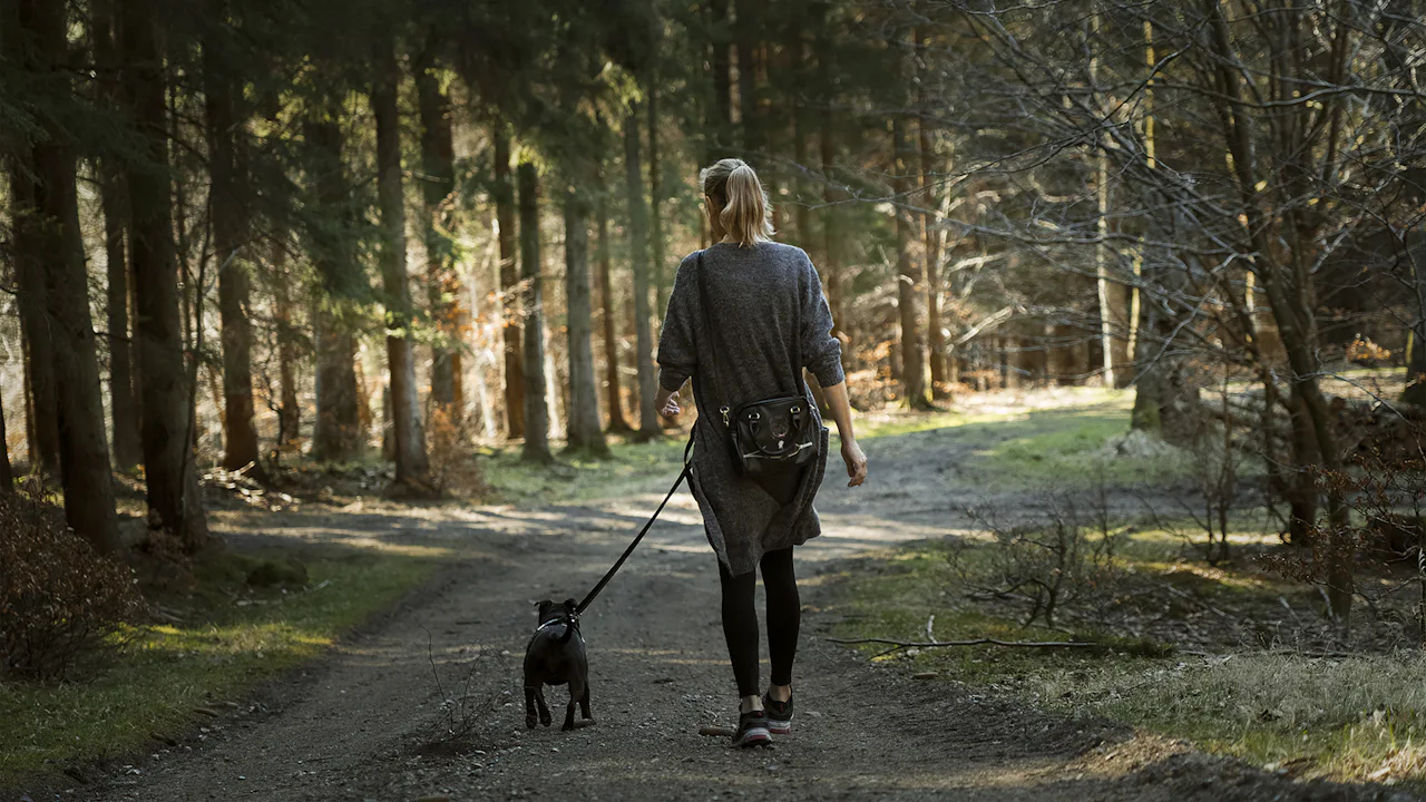 A woman walking a small black dog on a leash down a sunlit forest trail