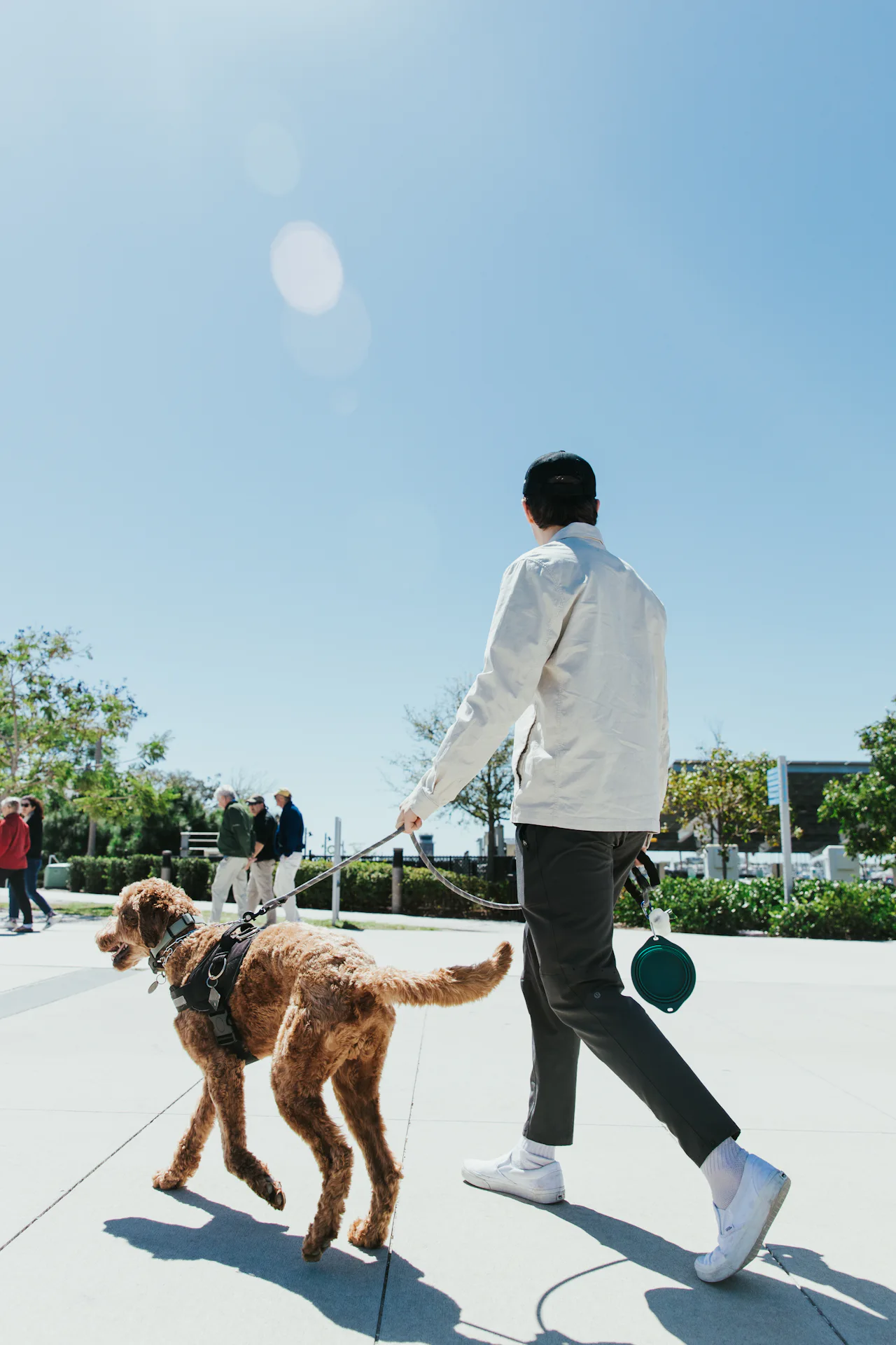A man walking a curly-coated doodle on a leash along a sunny waterfront plaza