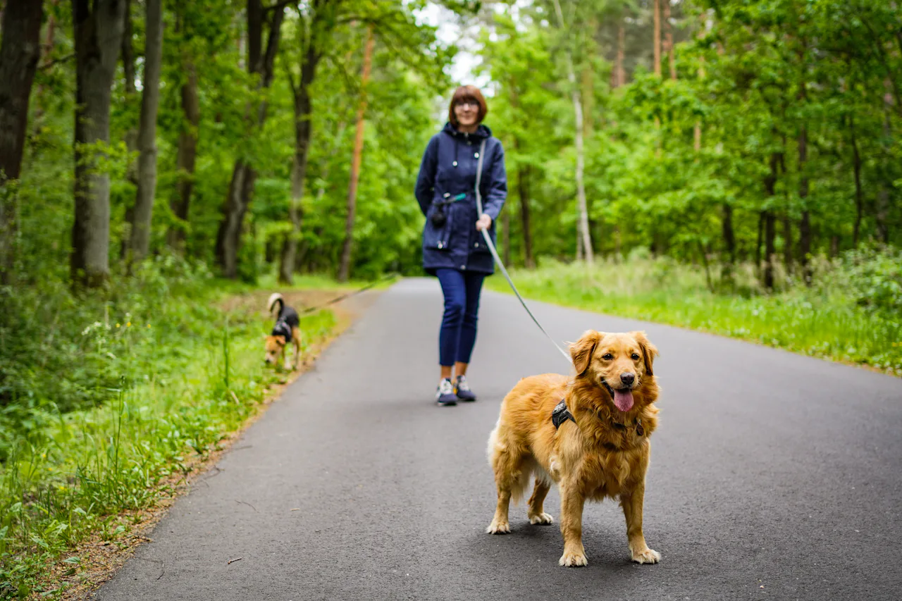 A woman walking two dogs on a forest path, one calm retriever in front and a beagle further back